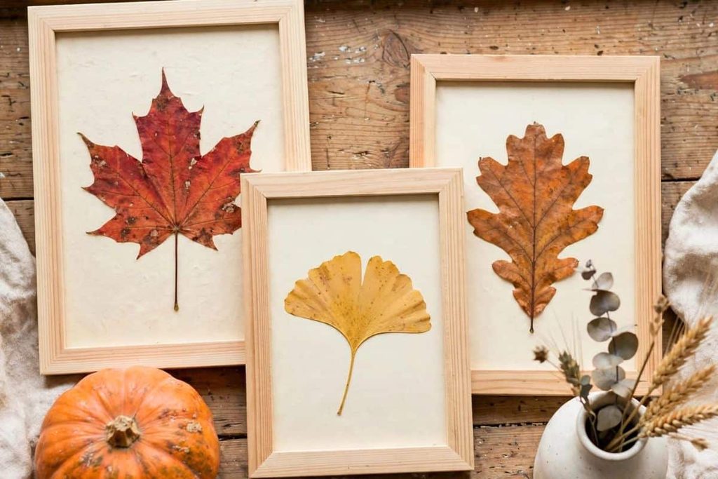 Pressed autumn leaves displayed as affordable fall decorations